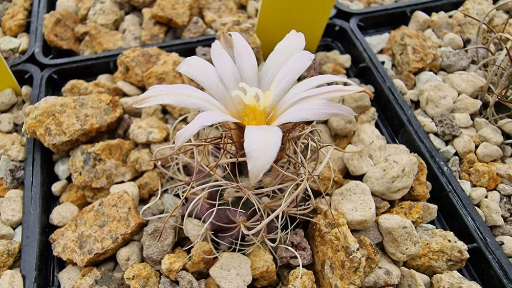 Turbinicarpus graminispinus. (Nuevo Leon). 10 seeds