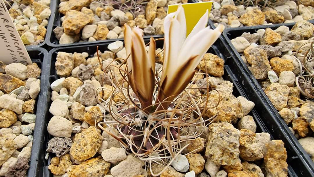 Turbinicarpus graminispinus. (Nuevo Leon). 10 seeds