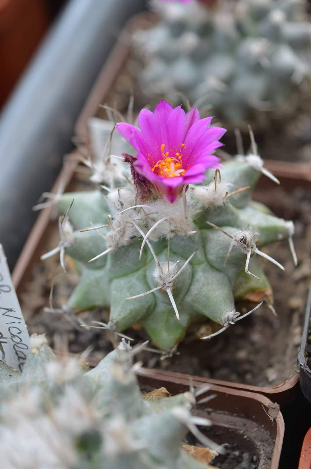 Turbinicarpus Nicolae KPP2106 QUERETARO, MEXICO.  10 seeds