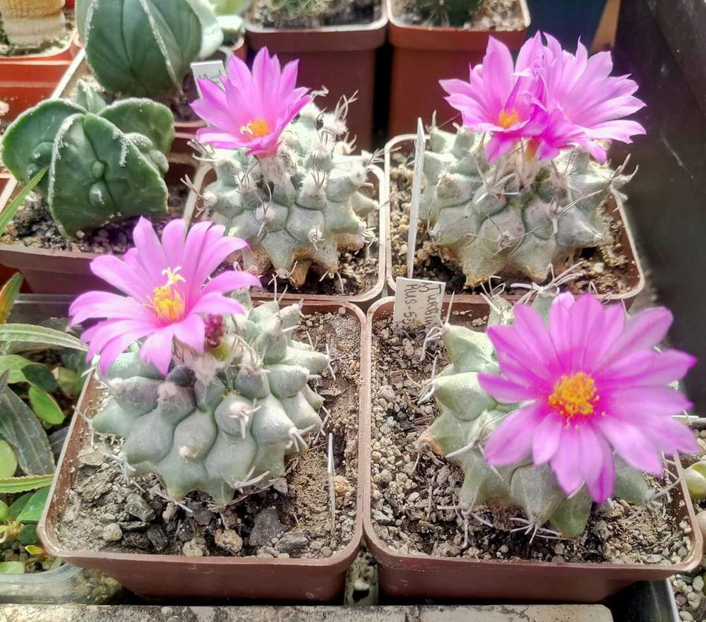 Turbinicarpus Nicolae KPP2106 QUERETARO, MEXICO.  10 seeds