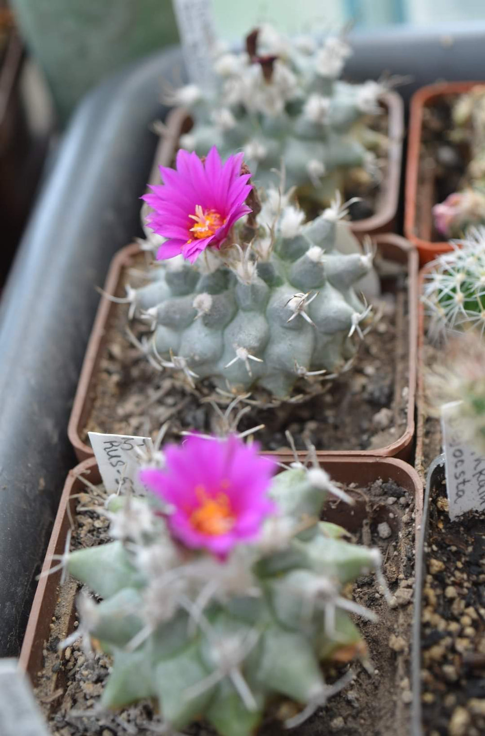 Turbinicarpus Nicolae KPP2106 QUERETARO, MEXICO.  10 seeds