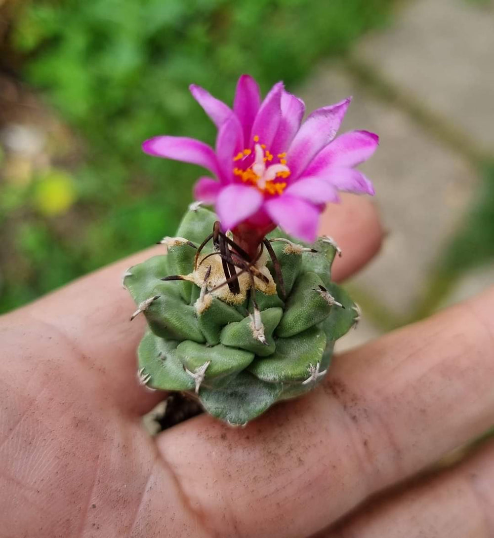 Turbinicarpus  alonsoi XICHU, GUANAJUATO, MEXICO.  10 seeds