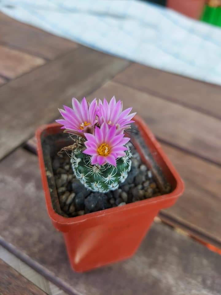 Turbinicarpus pseudomacrochele v. lausseri MZ 571 Sierra del Doctor, Queretaro, Mexicó 10 seeds