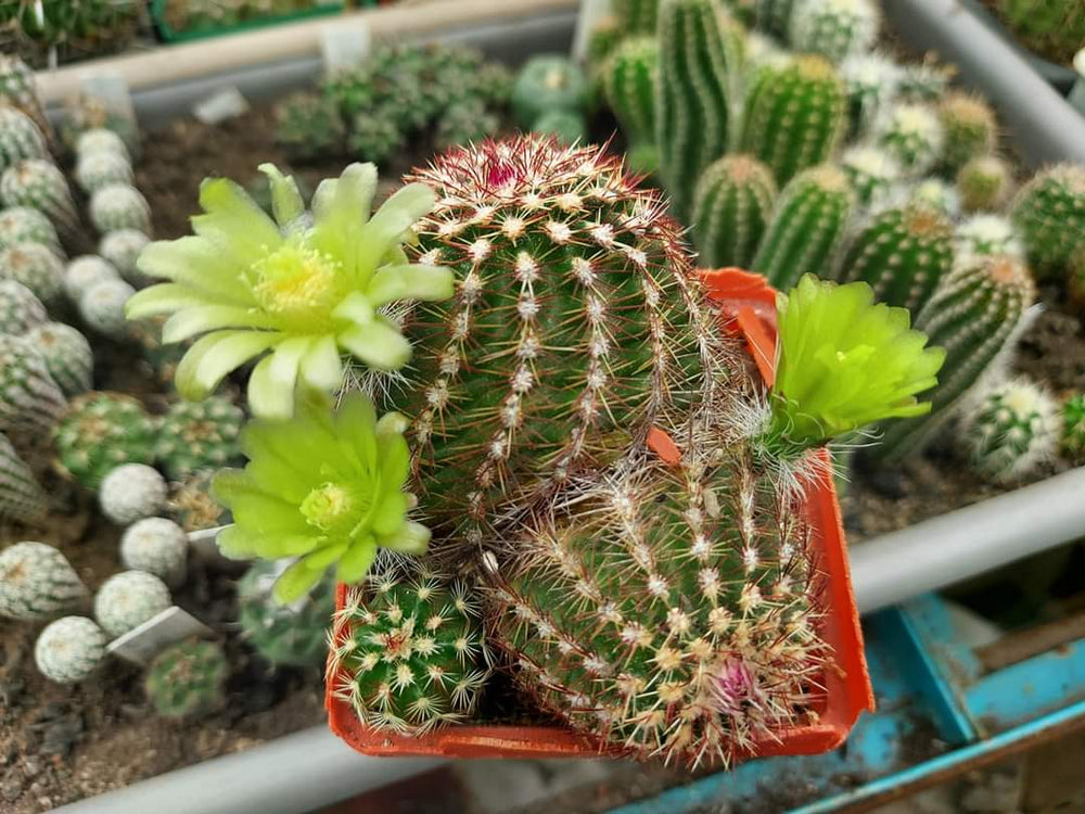 Echinocereus viridiflorus v  montanus 20 SEEDS  fresh . Very rare.