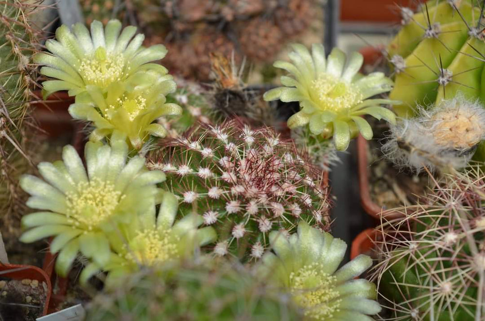 Echinocereus viridiflorus v  montanus 20 SEEDS  fresh . Very rare.