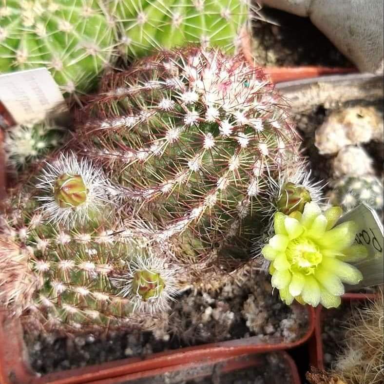 Echinocereus viridiflorus v  montanus 20 SEEDS  fresh . Very rare.