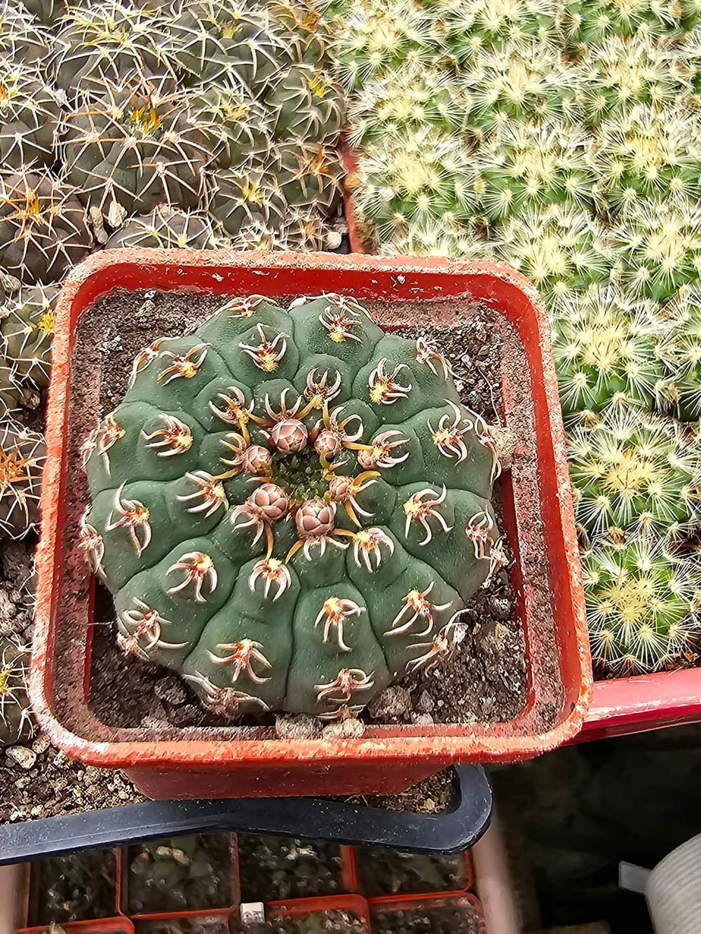 Gymnocalycium stelatum VG1248 10 SEEDS  fresh .