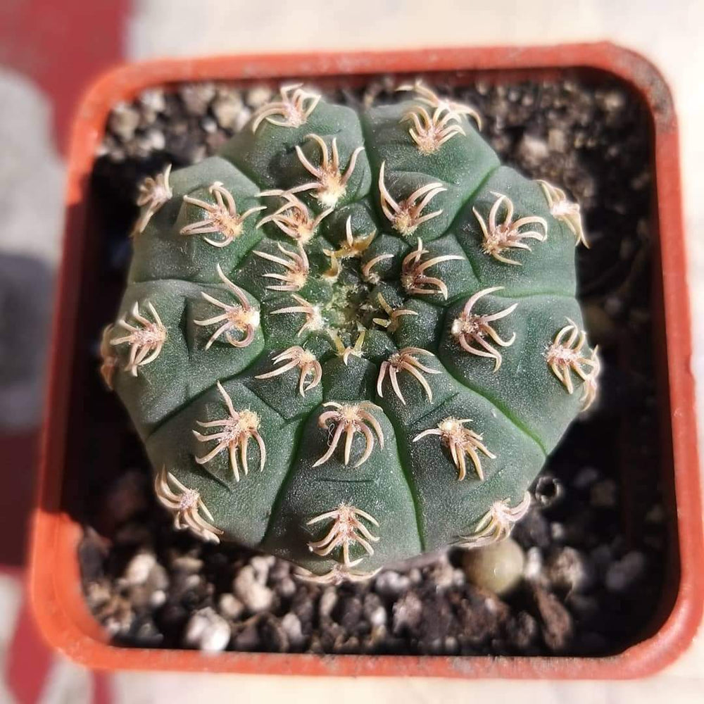 Gymnocalycium stelatum VG1248 10 SEEDS  fresh .