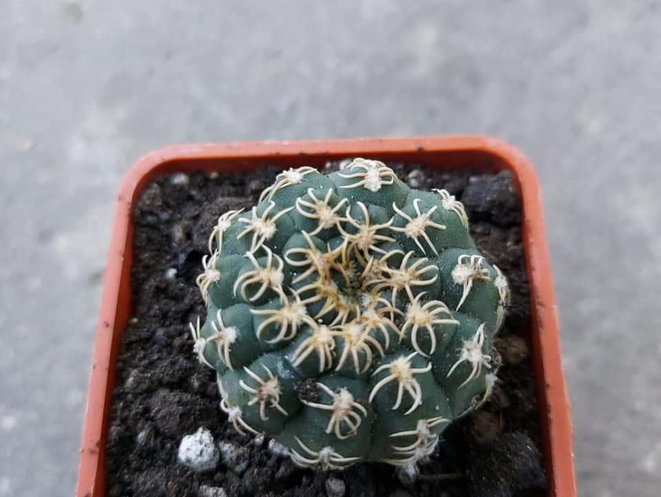 Gymnocalycium stelatum VG1248 10 SEEDS  fresh .