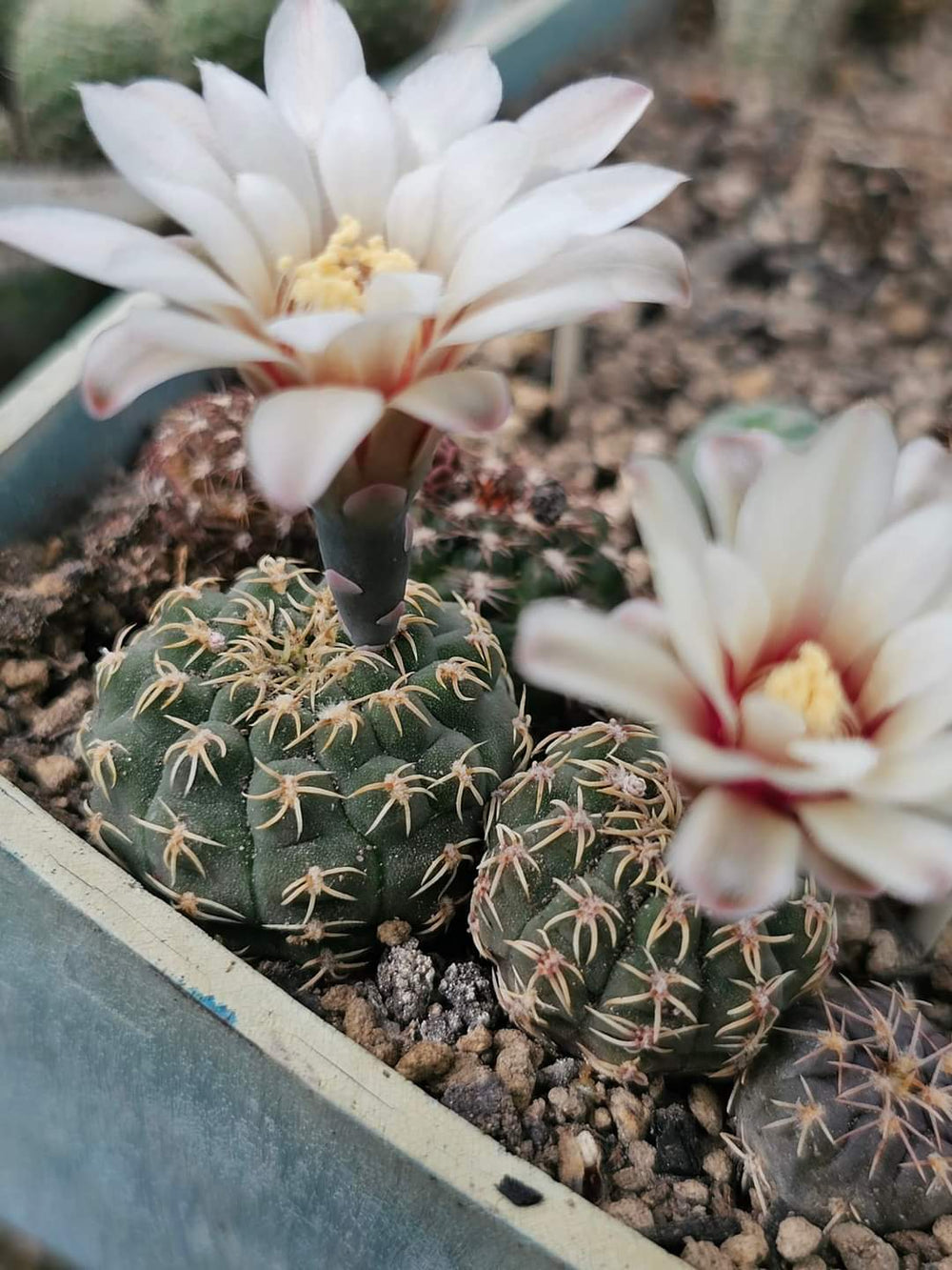 Gymnocalycium stelatum VG1248 10 SEEDS  fresh .