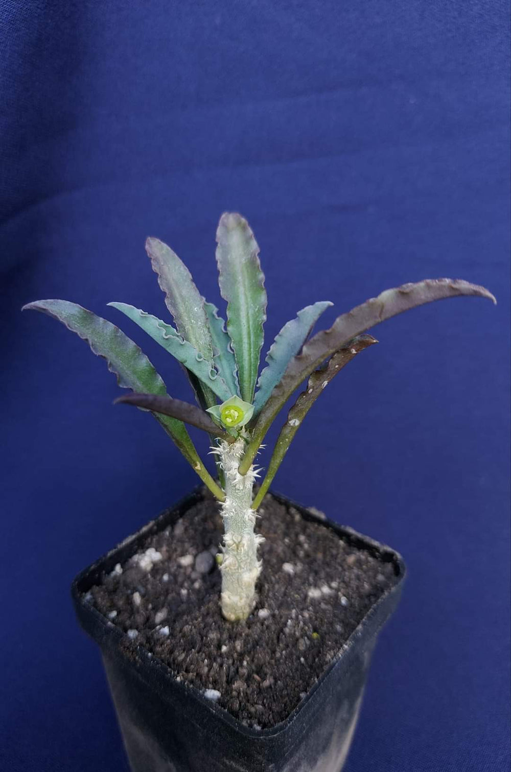 Euphorbia capsaintemariensis exotic madagascar bonsai caudex cacti seed 5 seeds