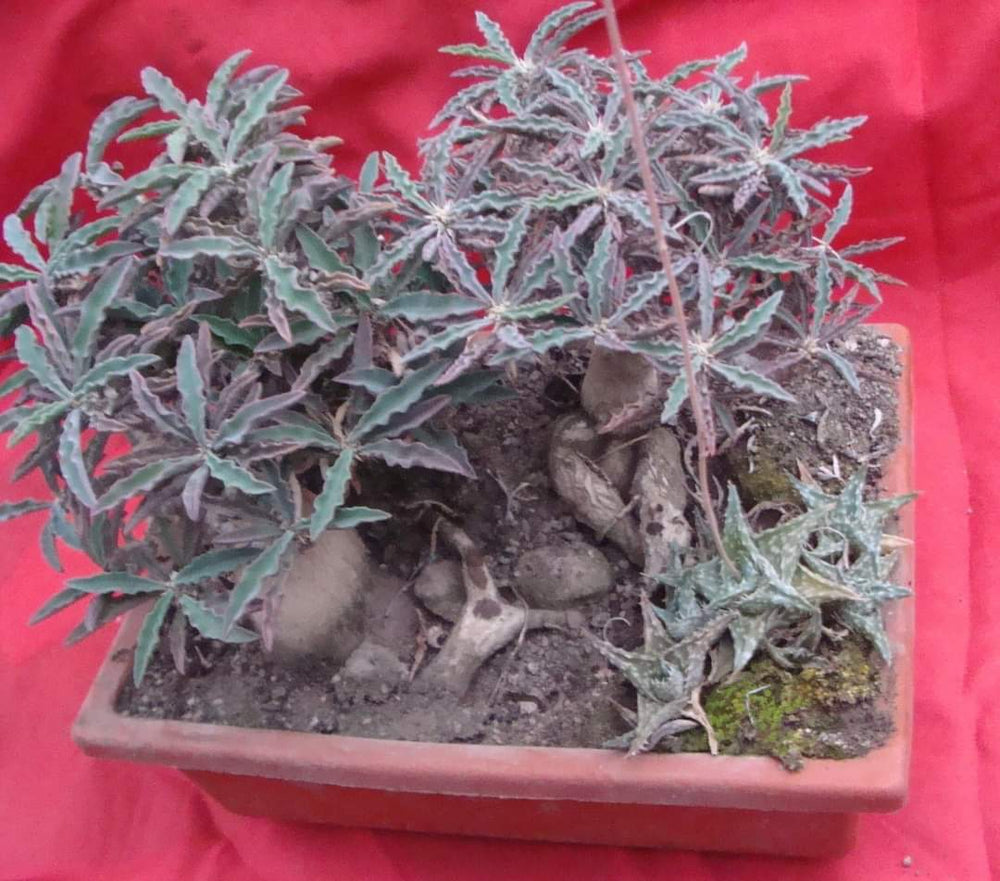 Euphorbia capsaintemariensis exotic madagascar bonsai caudex cacti seed 5 seeds