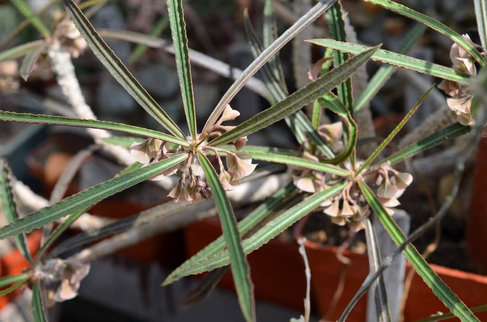 euphorbia waringiae exotic madagascar bonsai caudex cacti seed 5 seeds