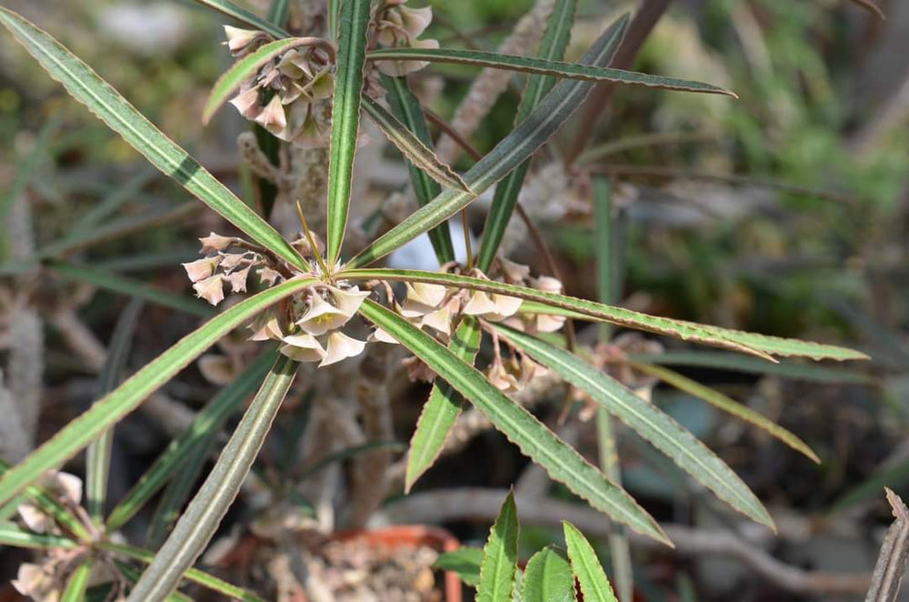 euphorbia waringiae exotic madagascar bonsai caudex cacti seed 5 seeds