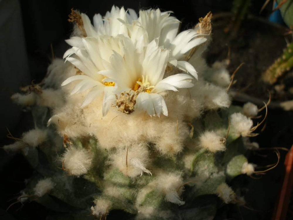 Obregonia denegrii  10 seeds