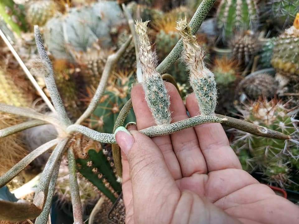 Digitostigma caput medusae. 10 seeds