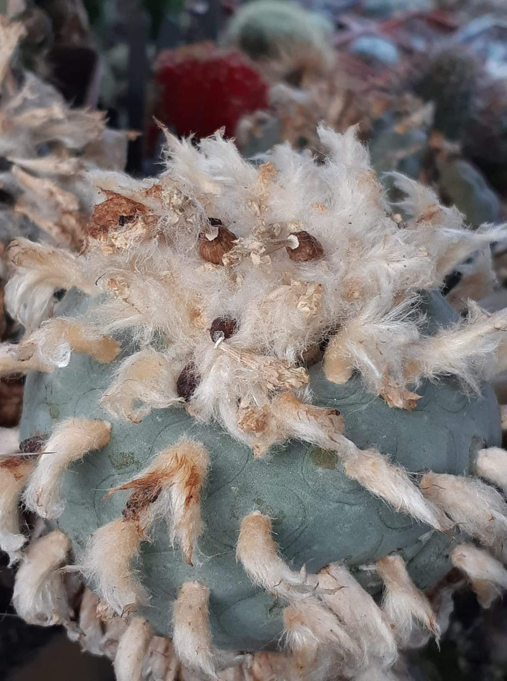 Ariocarpus williamsii 10  seeds