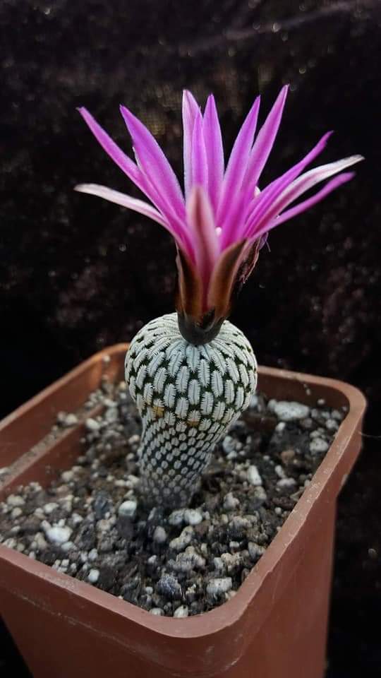 Turbinicarpus ( pelecyphora) pseudopectinata v.rubriflora 10 seeds