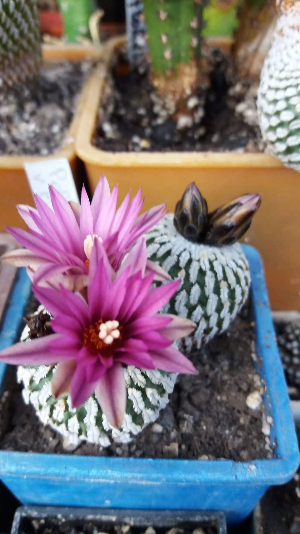 Turbinicarpus ( pelecyphora) pseudopectinata v.rubriflora 10 seeds