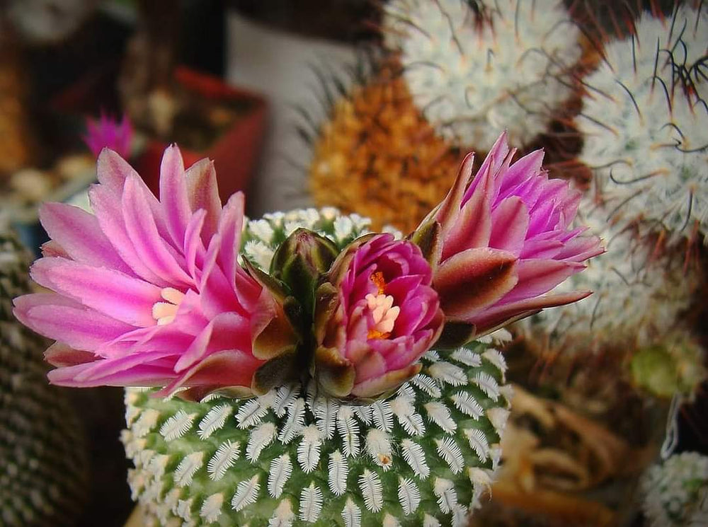 Turbinicarpus ( pelecyphora) pseudopectinata v.rubriflora 10 seeds