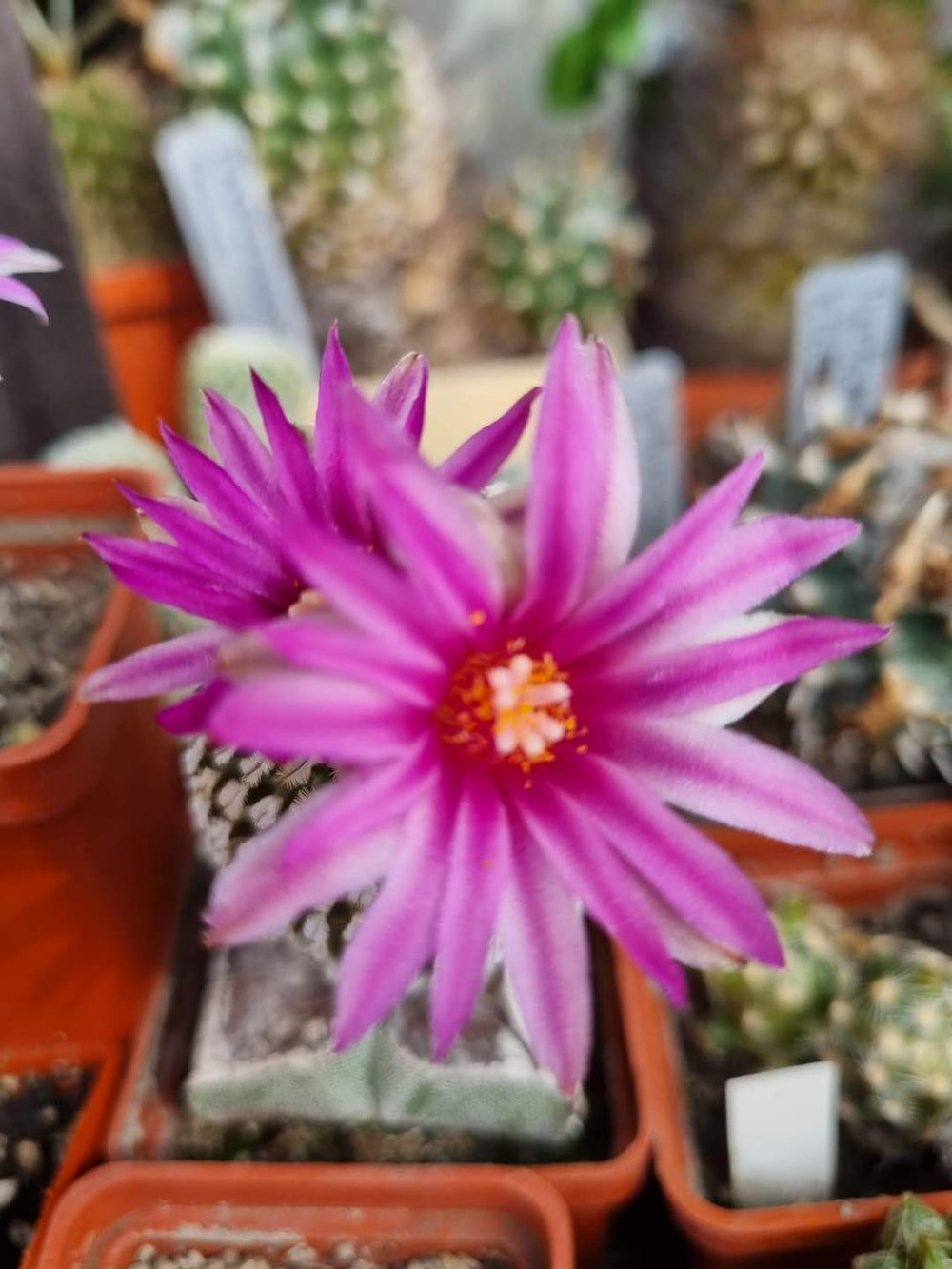 Turbinicarpus ( pelecyphora) pseudopectinata v.rubriflora 10 seeds