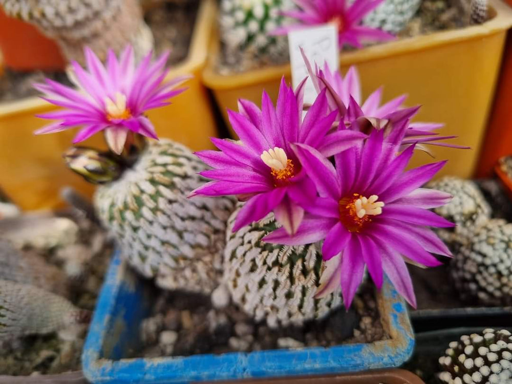 Turbinicarpus ( pelecyphora) pseudopectinata v.rubriflora 10 seeds