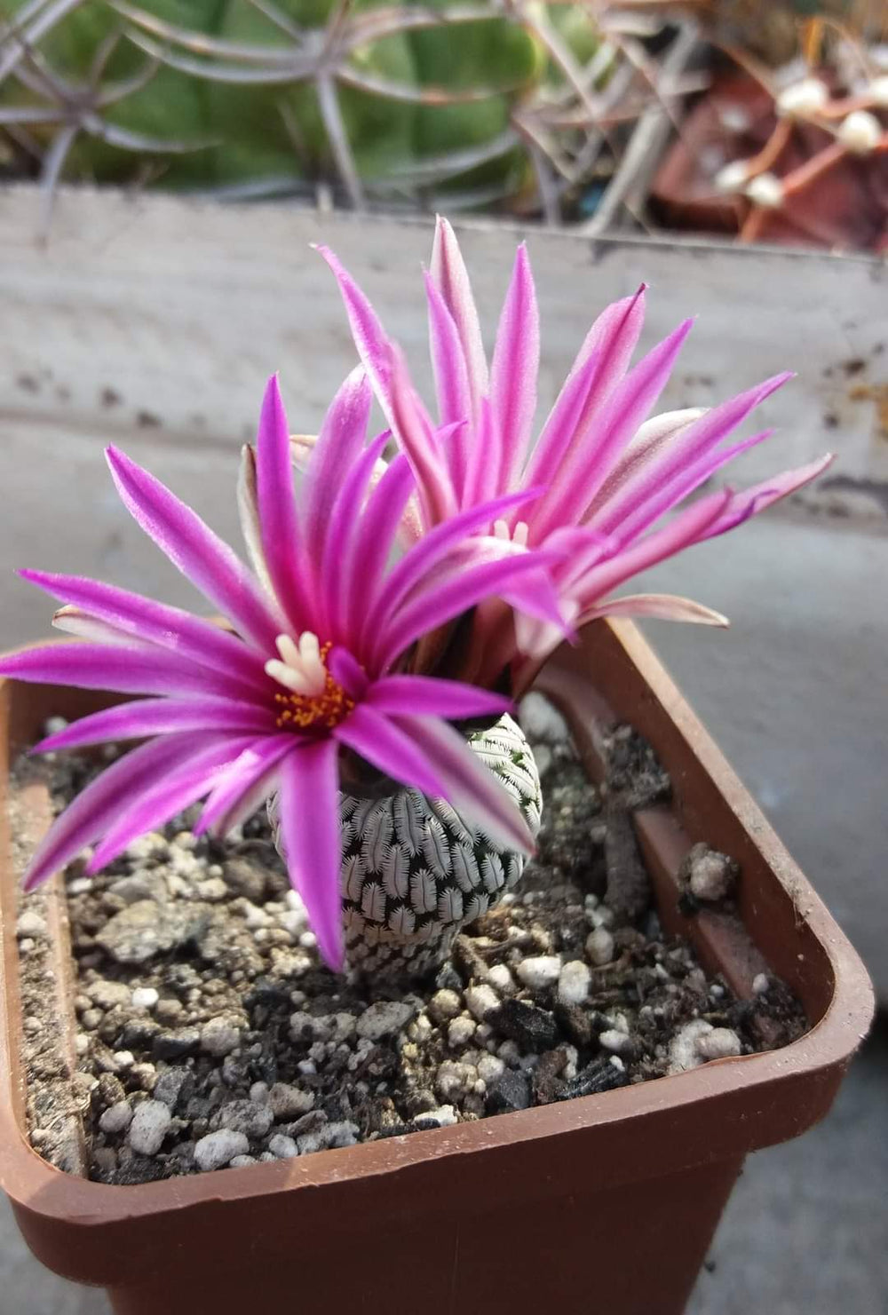 Turbinicarpus ( pelecyphora) pseudopectinata v.rubriflora 10 seeds