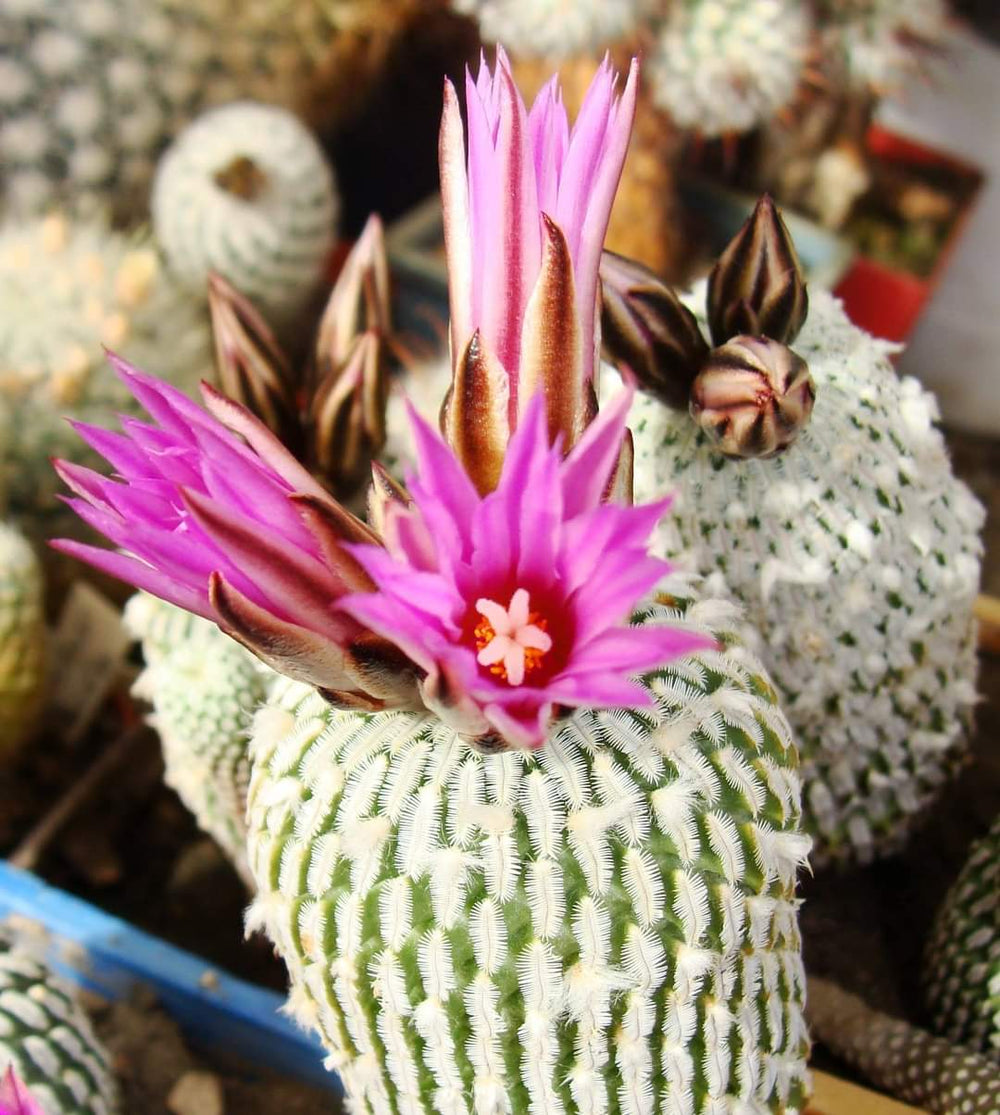 Turbinicarpus ( pelecyphora) pseudopectinata v.rubriflora 10 seeds