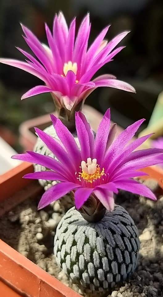 Turbinicarpus ( pelecyphora) pseudopectinata v.rubriflora 10 seeds