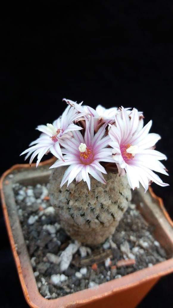 Turbinicarpus ( pelecyphora) valdeziana var. albiflora  10 seeds