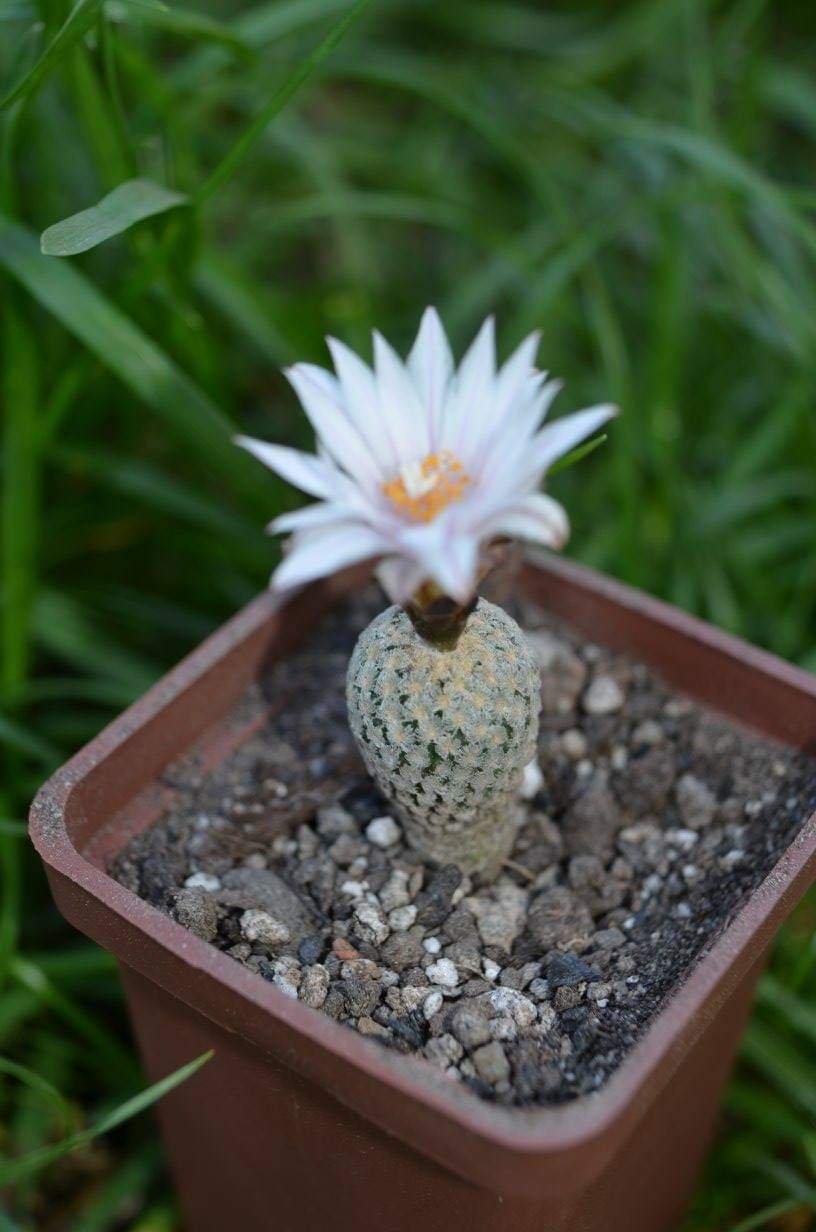 Turbinicarpus ( pelecyphora) valdeziana var. albiflora  10 seeds