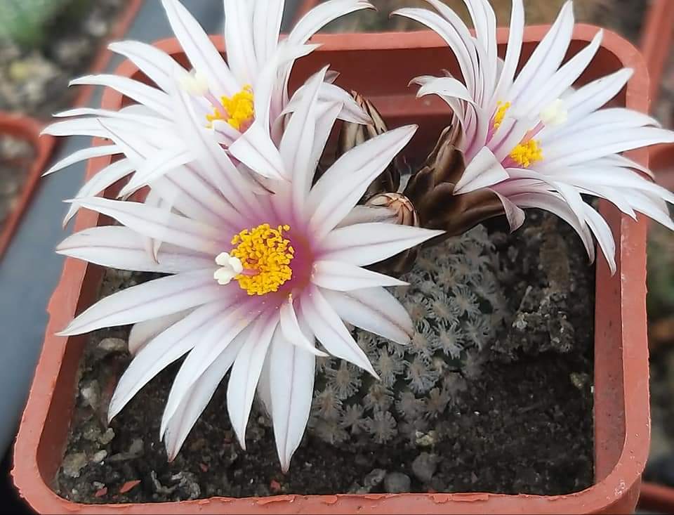 Turbinicarpus ( pelecyphora) valdeziana var. albiflora  10 seeds