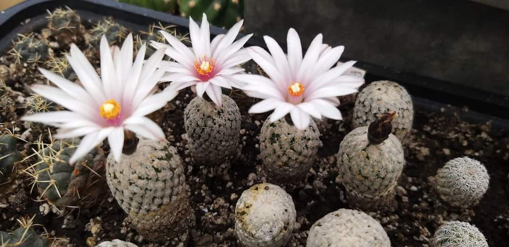 Turbinicarpus ( pelecyphora) valdeziana var. albiflora  10 seeds