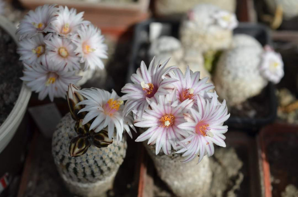 Turbinicarpus ( pelecyphora) valdeziana var. albiflora  10 seeds