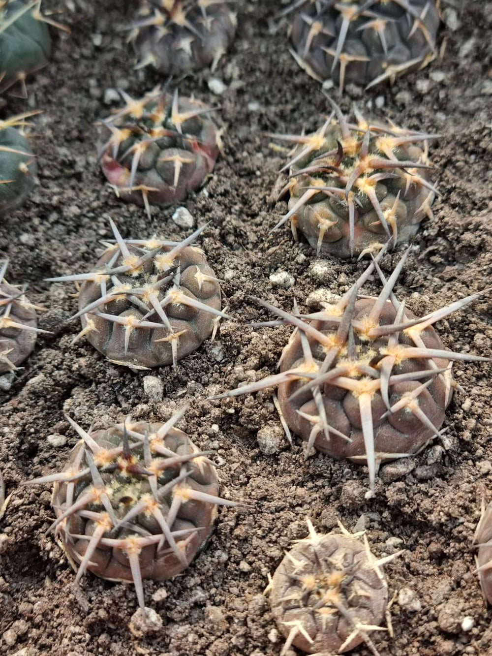 Gymnocalycium riojense v paucispinum.  10 SEEDS RARE cactus succulents seeds