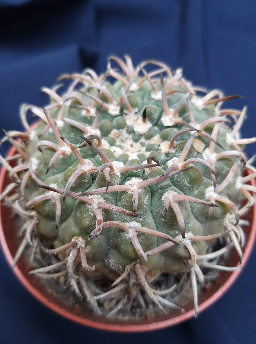 Gymnocalycium riojense v paucispinum.  10 SEEDS RARE cactus succulents seeds