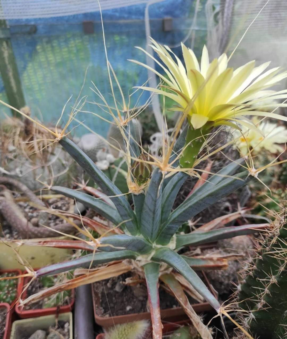 AGAVE CACTUS (Leuchtenbergia principis) 10 seeds