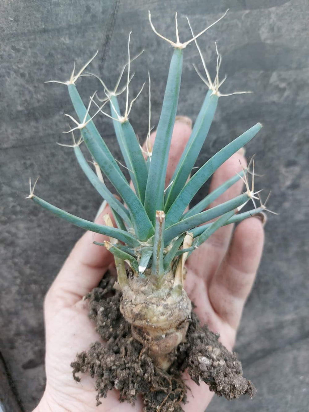 AGAVE CACTUS (Leuchtenbergia principis) 10 seeds