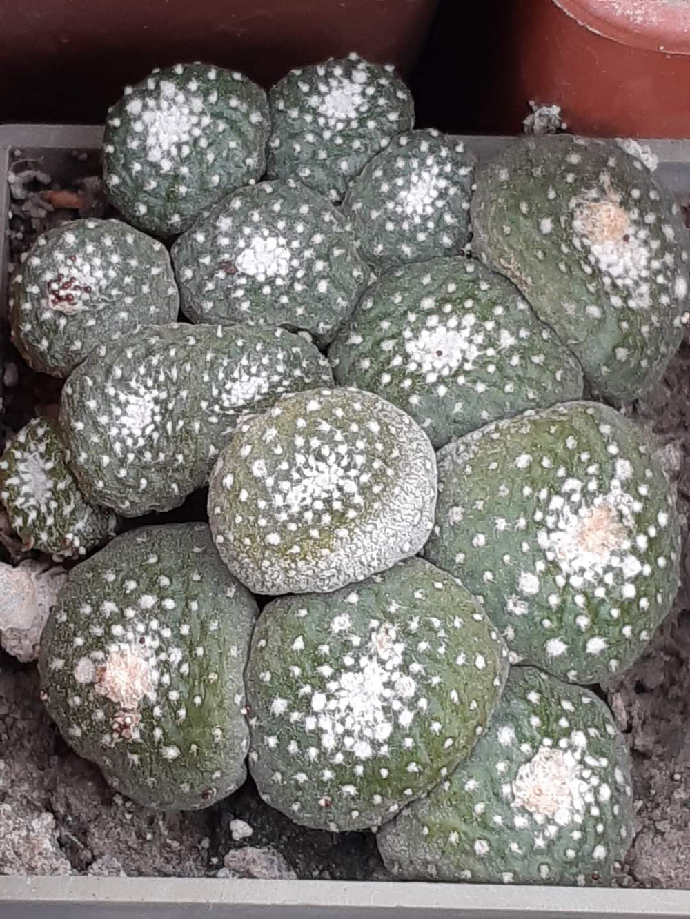 Blossfeldia liliputana MINIATURE CACTUS 20 seeds semi