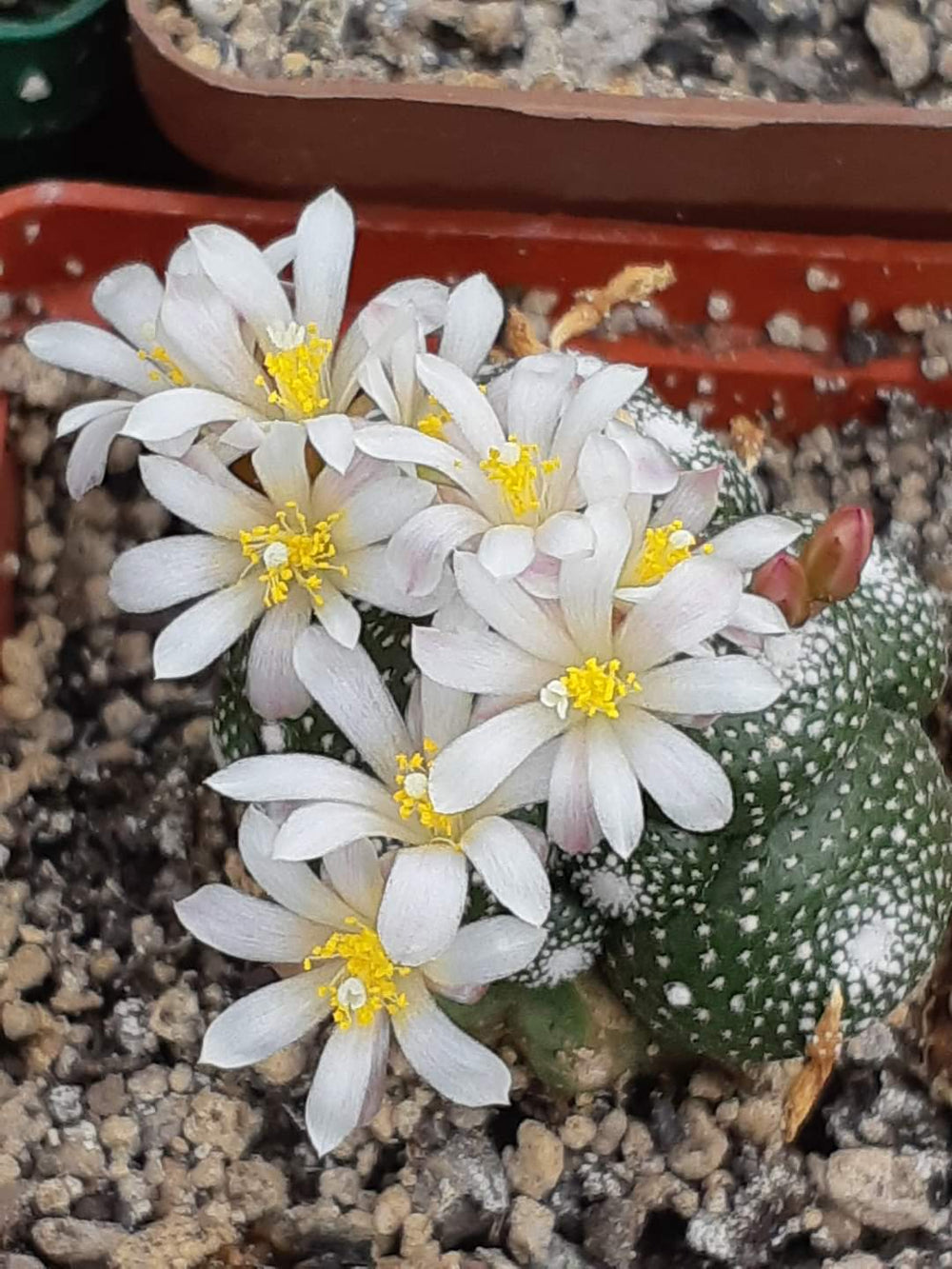 Blossfeldia liliputana MINIATURE CACTUS 20 seeds semi