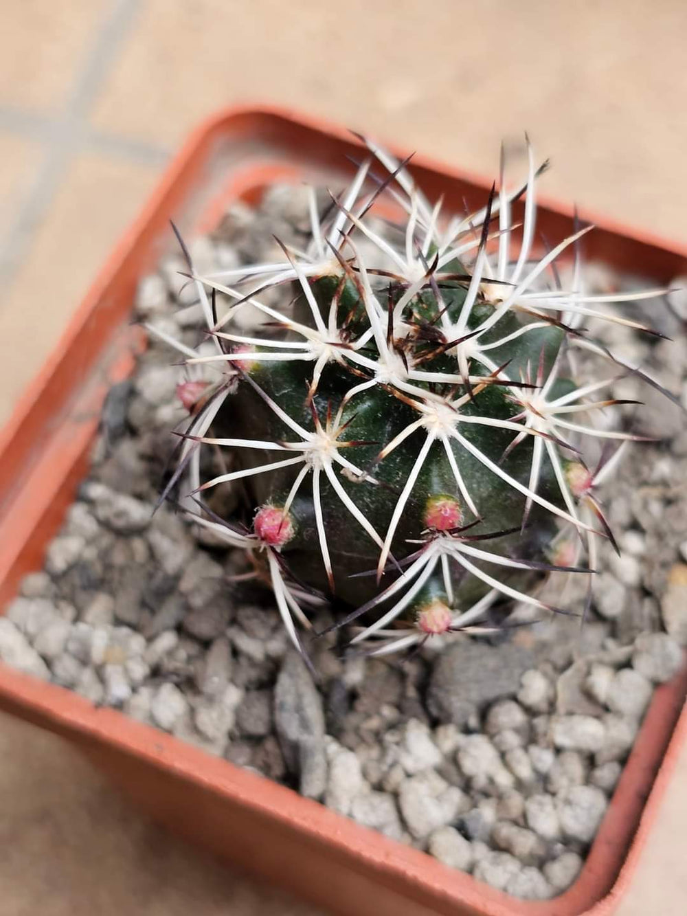 Echinocereus viridiflorus davisii 20 SEEDS  fresh . Very rare.