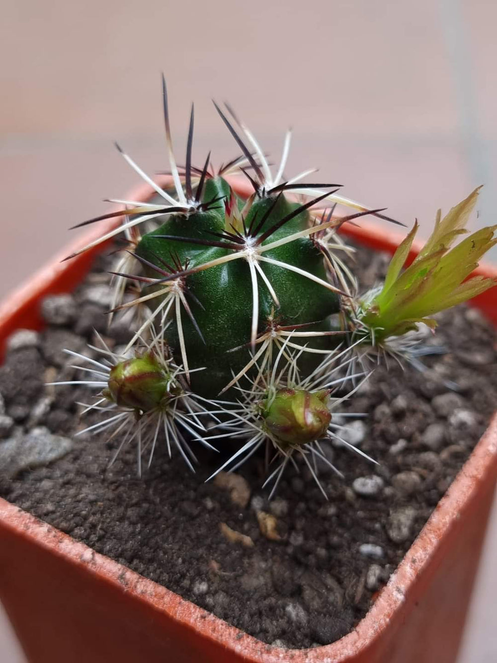 Echinocereus viridiflorus davisii 20 SEEDS  fresh . Very rare.