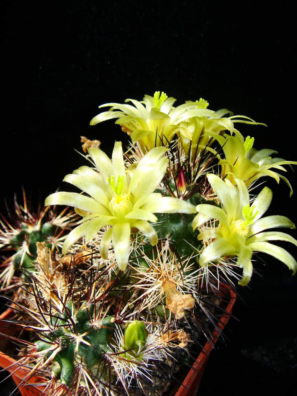 Echinocereus viridiflorus davisii 20 SEEDS  fresh . Very rare.