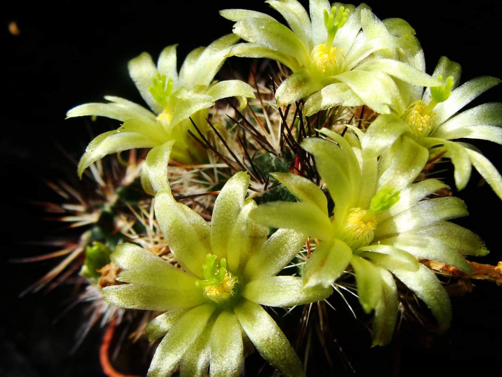 Echinocereus viridiflorus davisii 20 SEEDS  fresh . Very rare.