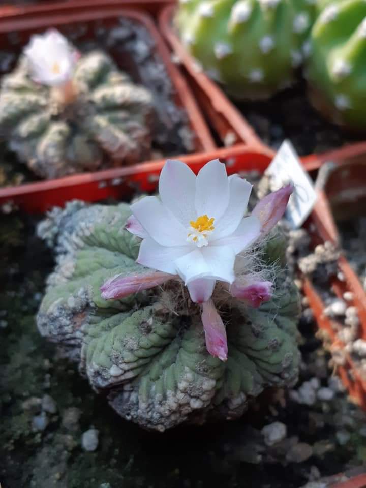 Aztekium ritteri 100 seeds fresh seeds. Very rare.