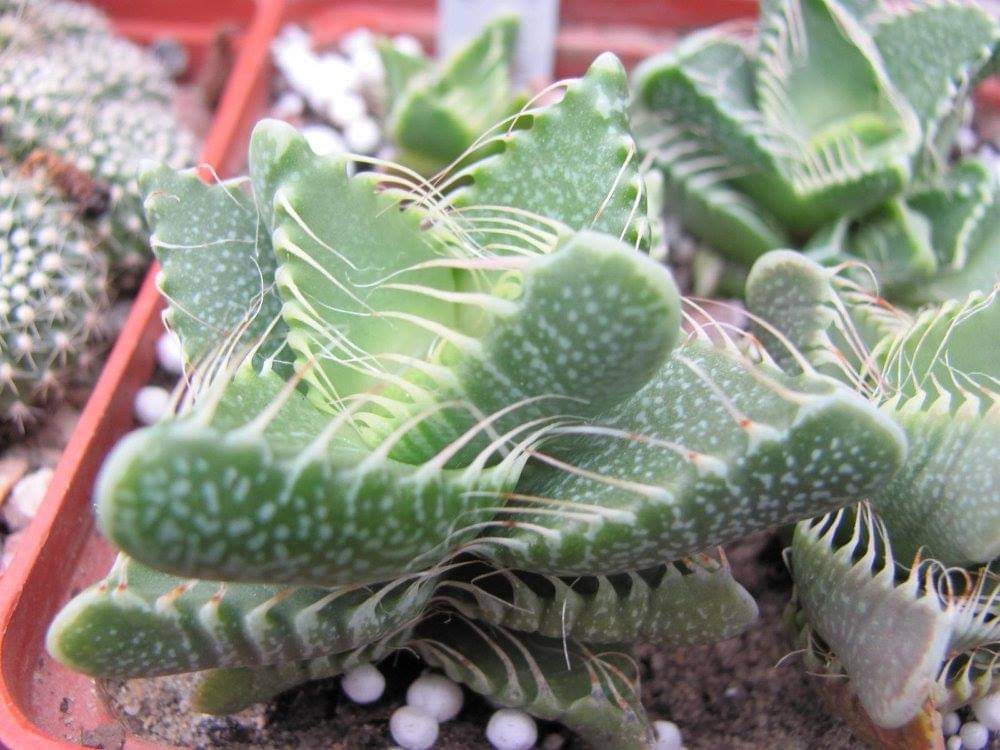 Faucaria tigrina 15 seeds