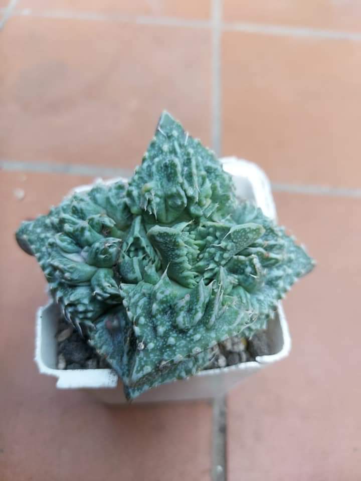 Faucaria tuberculosa cv. Super Warty 15 seeds