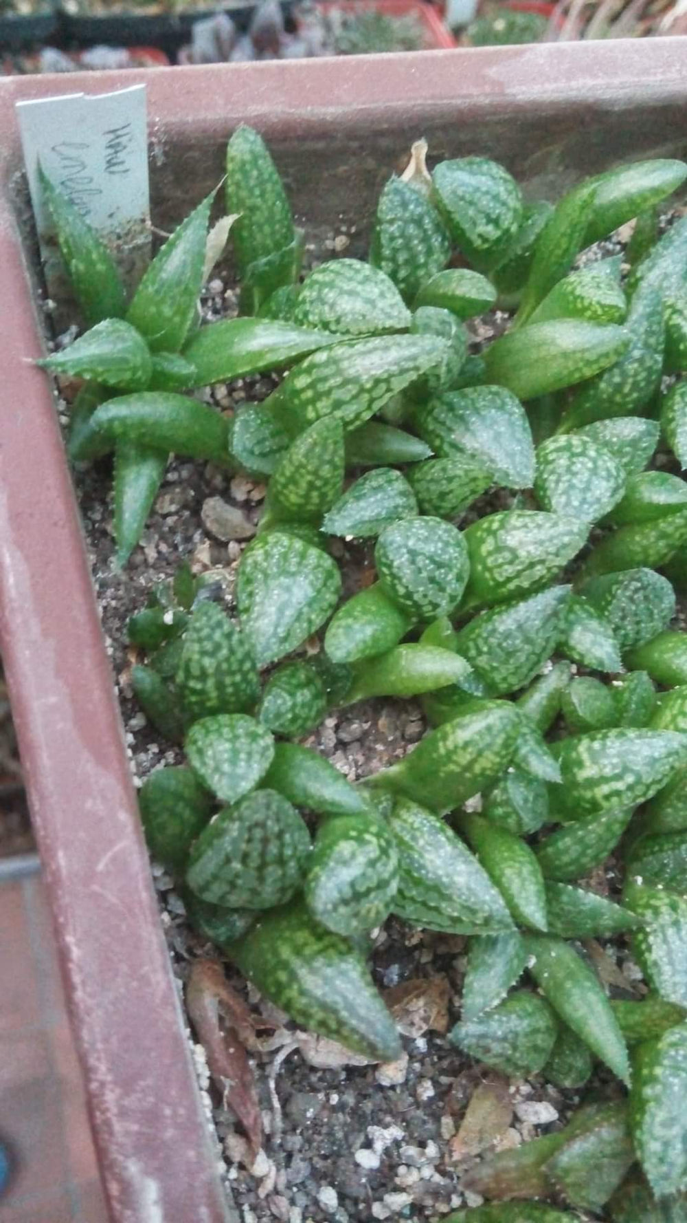 Haworthia picta Ivori white 10 seeds