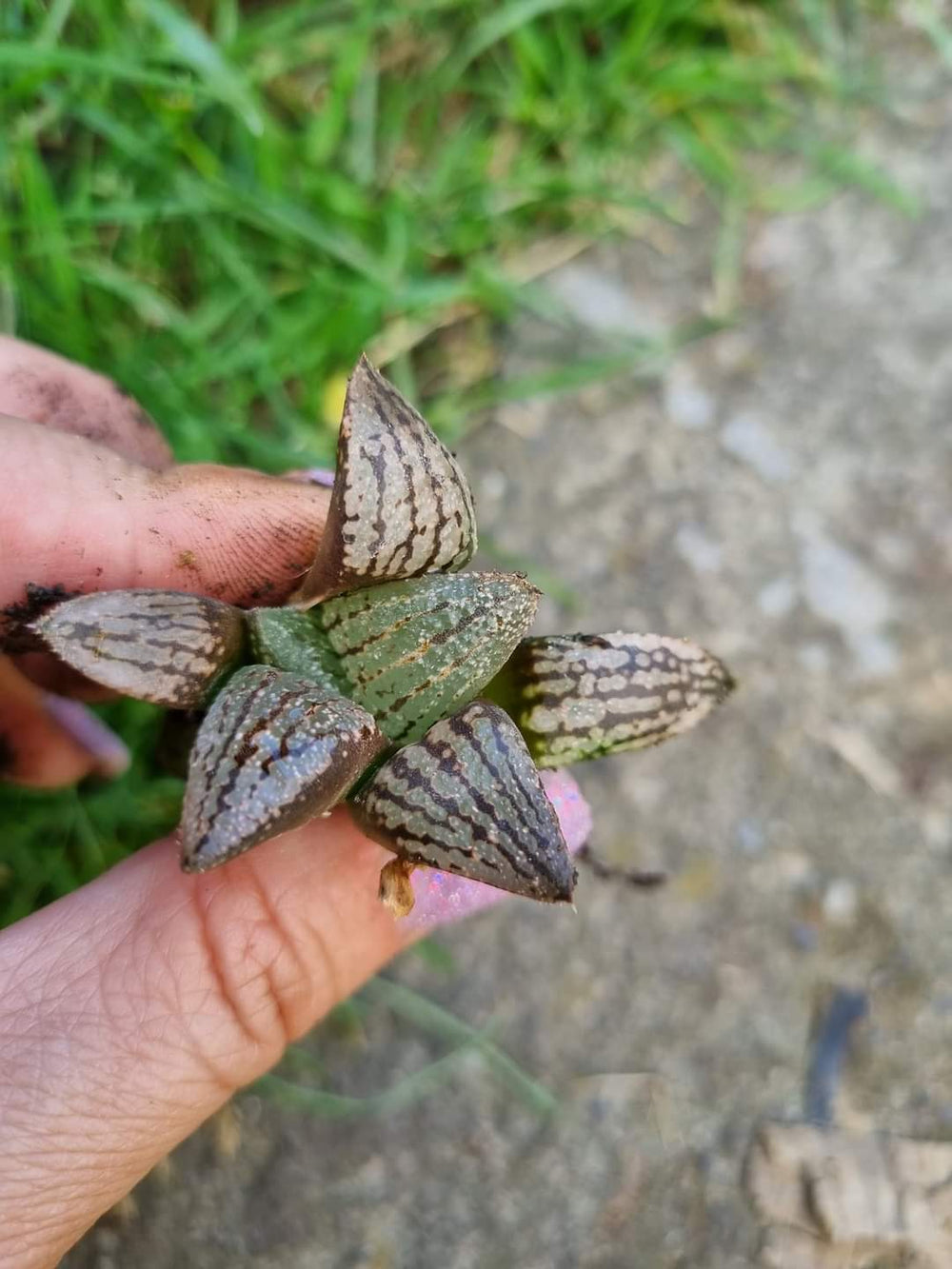 Haworthia picta Ivori white 10 seeds