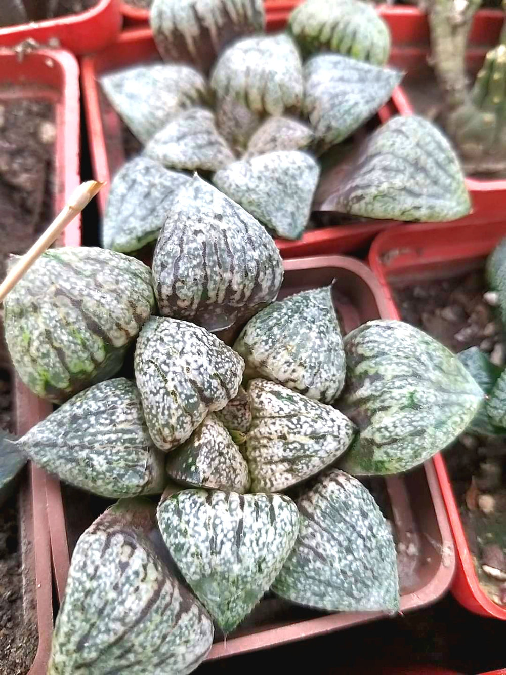 Haworthia picta Ivori white 10 seeds